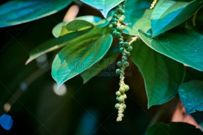 绿色,清新,甜椒炒蛋,笛手,水平画幅,法式食品,特写,植物,叶子,食品