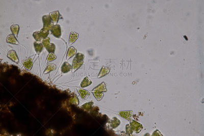 显微镜,水,钟形虫,微生物,在下面,水平画幅,微生物学,无人,动物学,水下