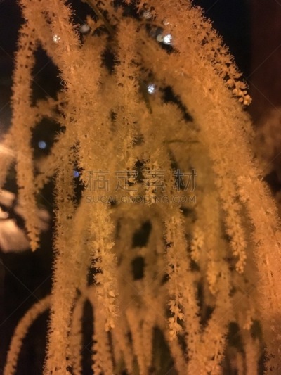 纽约州,纽约,曼哈顿,麦迪逊广场,花朵,六月,室内过夜,植物群,夜晚,夏天