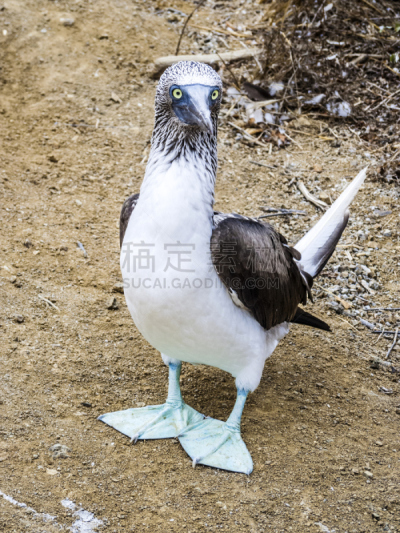 蓝足结巴鸟,加拉帕戈斯群岛,特写,西摩尔岛,垂直画幅,南美,热带鸟,公园,鸟类,动物身体部位