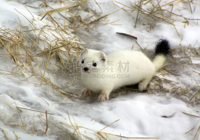 雪,白色,白鼬,尾巴,黑色,自然,野生动物,水平画幅,无人,野外动物