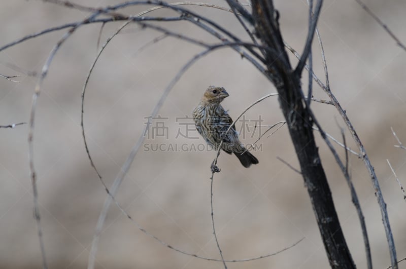 麻雀,黑色,黑喉漠鹀,动物学,观鸟,干旱地带,美,水平画幅,无人,鸟类