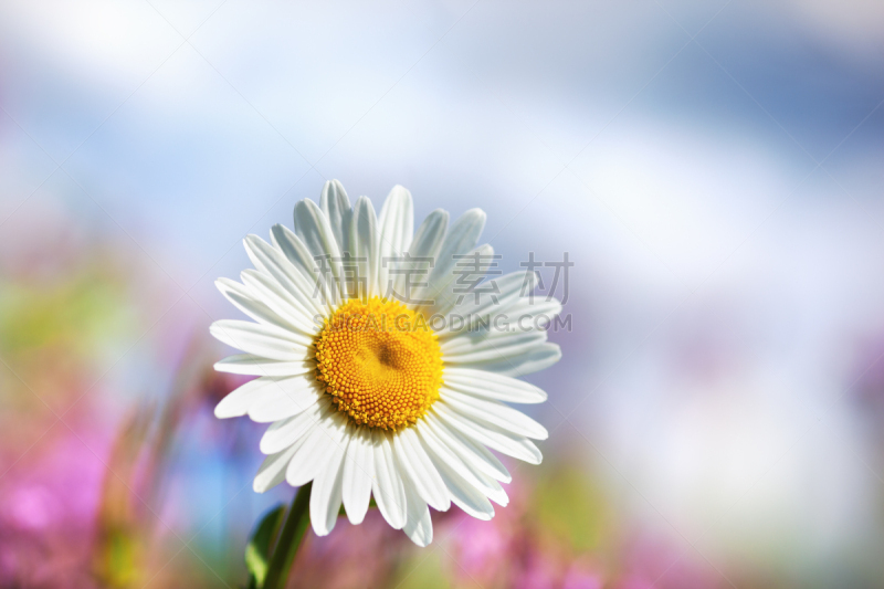 Chamomile among flowers