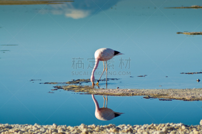 安第斯红鹳,南美,水平画幅,无人,鸟类,野外动物,户外,安塔卡盐湖,湖,静水