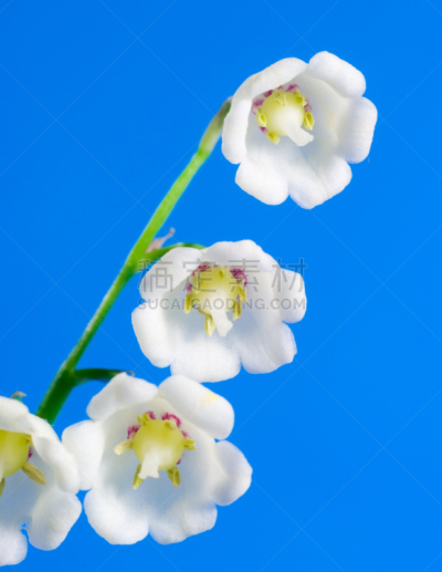铃兰,垂直画幅,美,芳香的,绿色,无人,蓝色,特写,五月花号船,白色