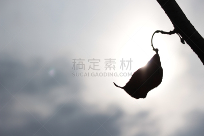 叶子,自然,天空,水平画幅,无人,枝,光,日光,霍普,摄影