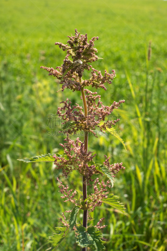 刺荨麻,野生植物,特写,花头,花序,螫刺的,自然,垂直画幅,草地,无人