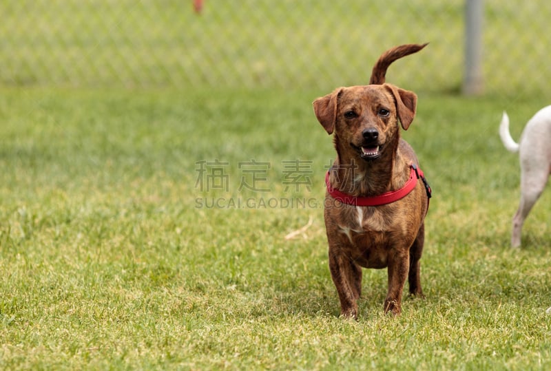 梗犬,狗,鼠猎犬,杰克拉瑟短腿犬,杂种狗,图像,美国,动物,犬科的,小狗