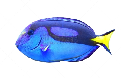 blue tang fish,可爱的,白色背景,热带鱼,分离着色,颊纹鼻鱼,帝王扁鲛,arabian surgeonfish,黄色,海洋生命