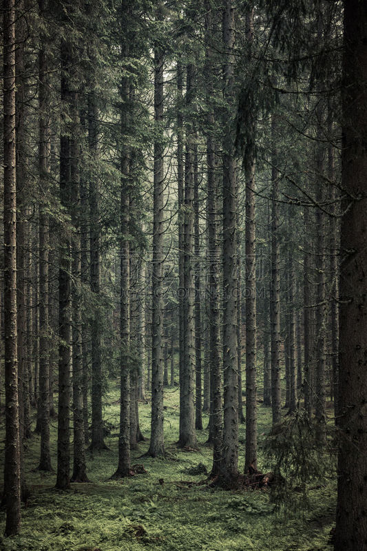 树林,低饱和度,森林,单色图片,图像,垂直画幅,枝繁叶茂,julian alps,无人,苔藓