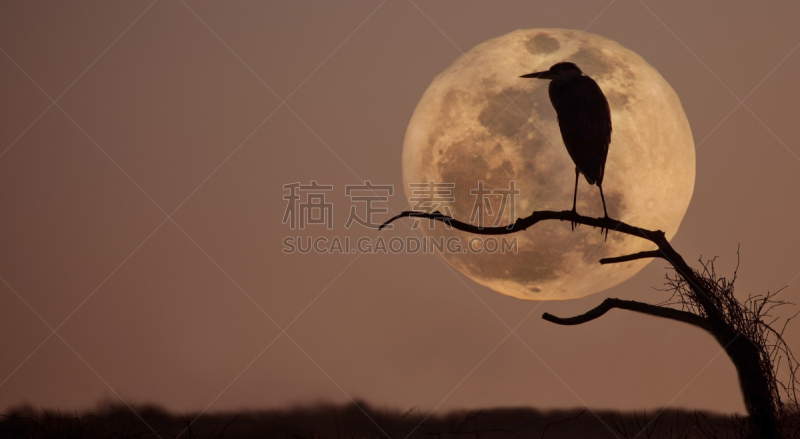 天空,夜晚,大蓝苍鹭,海特瑞斯角,水,水平画幅,形状,侧面像,月亮,鸟类