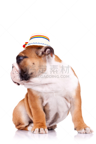 英格兰斗牛犬,帽子,衣服,传统,垂直画幅,斗牛犬,白色,看,气促,皱纹