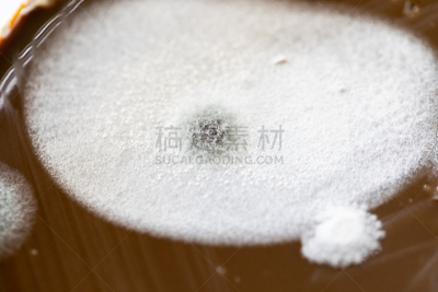 皮氏培养皿,大群动物,细菌,微生物学,盘子,实验室,背景,与众不同,教育,生长