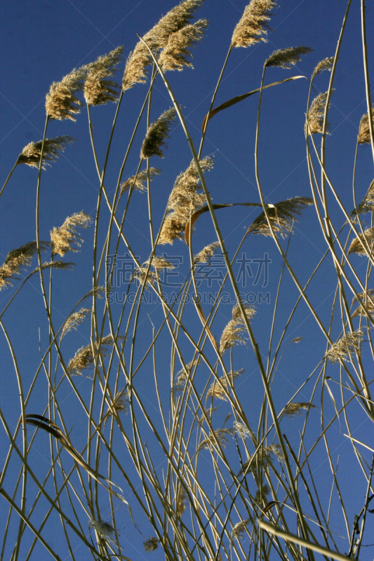 芦苇,普通芦苇,梯牧草,香蒲,朋克,垂直画幅,天空,留白,草原,水生植物