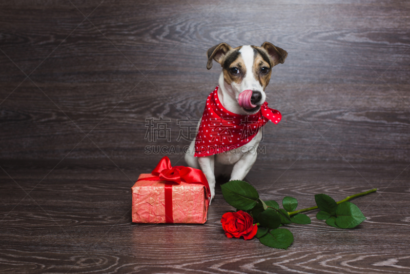 杰克拉瑟短腿犬,包装纸,福克斯猎狐犬,花色丝质大手帕,梗犬,短发,新的,舌头,水平画幅