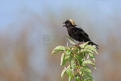 食米鸟,水平画幅,在线消息,无人,社会化网络,鸟类,草原,草,北美歌雀,鲈鱼