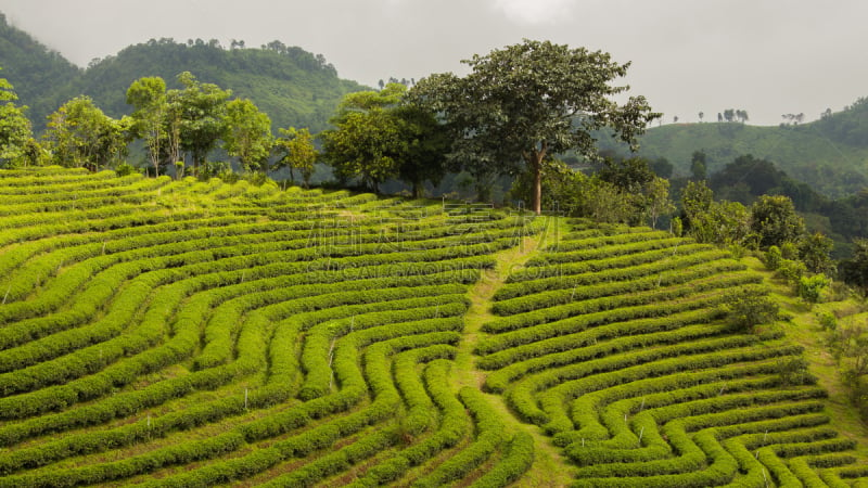 茶树,泰国,日光,彭亨州,美,水平画幅,山,早晨,曙暮光,户外