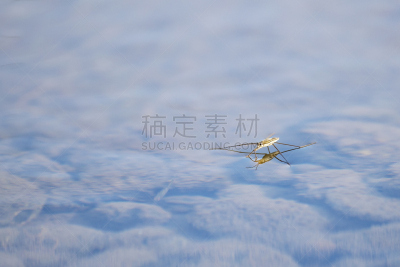 河流,水黾,平视角,亚洲,自然,浅的,淡水,负蝽科,图像,细的