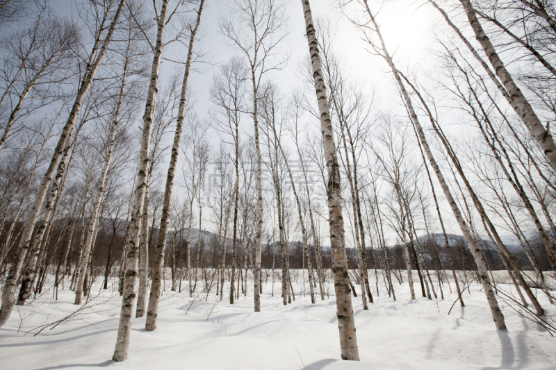 森林,白桦,自然,水平画幅,地形,雪,无人,户外,平昌郡,秃树