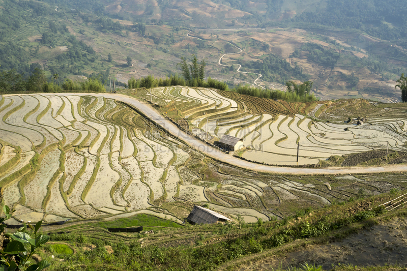 田地,越南,季节,稻,梯田,白族,mud pot,自然美,弯曲,浇水