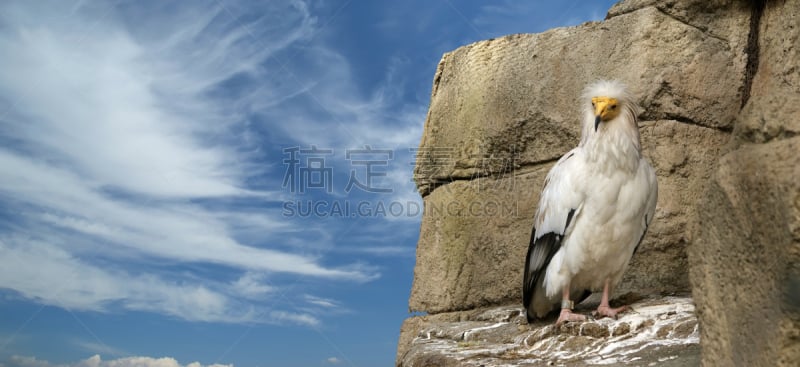 egyptian vulture,野生动物,主题,水平画幅,全景,鸟类,秃鹰,图像,西班牙,喙