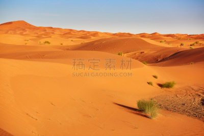 撒哈拉沙漠,植物群,巴禅沙丘,莫鲁加,单峰骆驼,护送队,地名,水平画幅,山,沙子