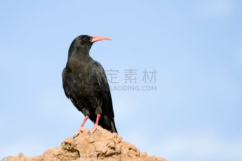 山鸦,自然,帕尔马,水平画幅,无人,鸟类,大西洋群岛,红嘴山鸦,黑色,加那利群岛