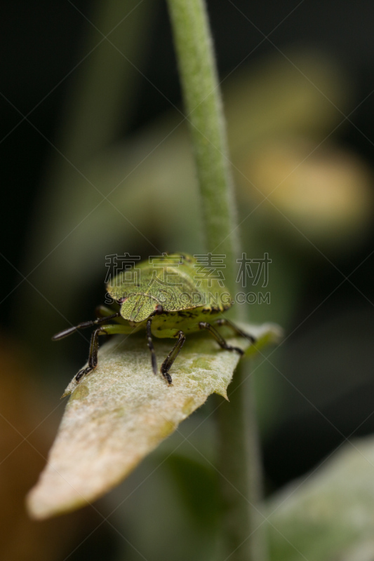 绿色,大特写,鹭管鱼,green shield bug,heteroptera,垂直画幅,无脊椎动物,无人,2015年,园林