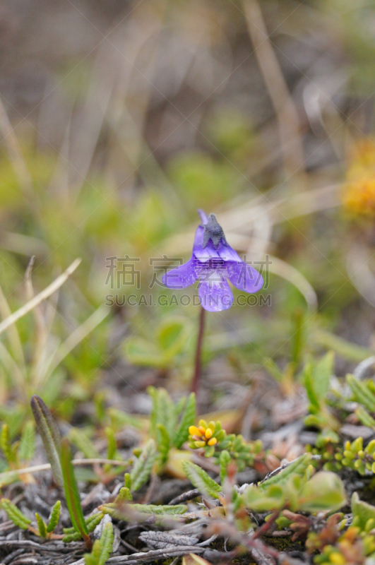 夏天,冰岛国,自然美,野花,垂直画幅,美,新的,瀑布,无人,早晨