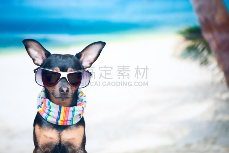 花色丝质大手帕,toy terrier,海滩,狗,海洋,小丑眼镜,金毛拉布拉多猎犬,留白,度假,休闲