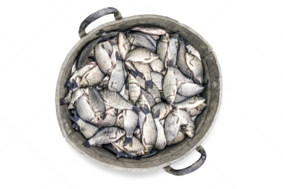 大桶,鱼类,充满的,水,动物嘴,海鲷,海产,动物身体部位,野外动物,湖