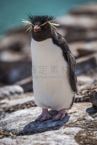 岩石,岩石跳跃企鹅,日光,自然,垂直画幅,野生动物,喙,福克兰群岛,鸟类,企鹅