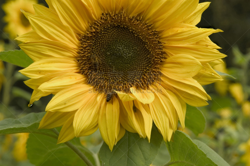 向日葵,水平画幅,无人,干净,仅一朵花,common sunflower,植物,雨,鸭跖草,植物学