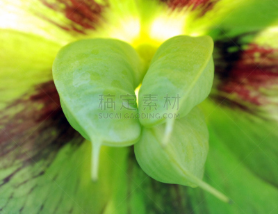 豆荚,一模一样,自然,水平画幅,绿色,无人,澳大利亚,摄影,花