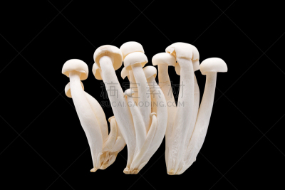山毛榉树,黑色背景,蘑菇,白色,姬菇,水平画幅,食品杂货,素食,特写,真菌