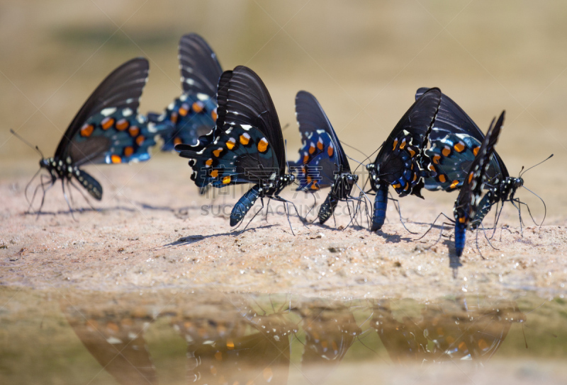 pipevine swallowtail butterfly,捣成糊状,水,矿物质,水平画幅,橙色,蝴蝶,蓝色,黑色,动物群