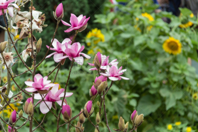 玉兰类,自然,新加坡,粉色,鲜花盛开,图像,花朵,美,花瓣,无人