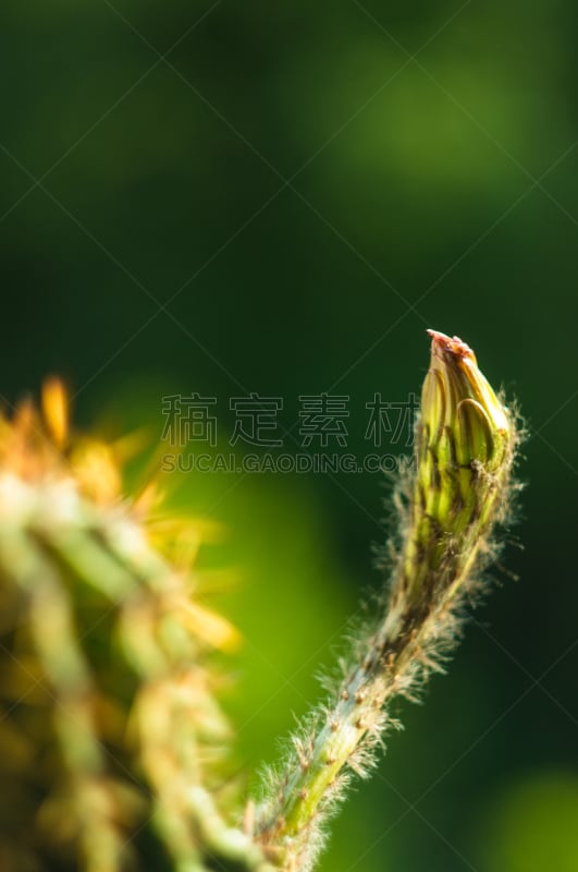 仙人掌,桶仙人掌,垂直画幅,芳香的,下水塞,装管,荆棘,尖利,夏天,干的