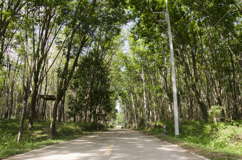 橡胶树,隧道,种植园,路,瑶族,帕拉洲,美,公园,水平画幅,无人