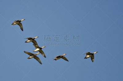 蓝色,羊群,美国,天空,欧洲野鸭,自然,褐色,野生动物,野鸭,水平画幅