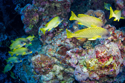 black spotted sweetlips,水平画幅,水肺潜水,无人,水下,埃及,苏丹共和国,野外动物,户外,生态多样性
