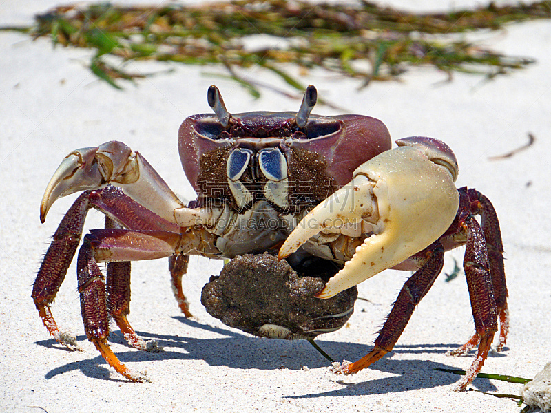 螃蟹,海滩,红色,鸡尾酒,卵,五色海,水,水平画幅,形状,沙子