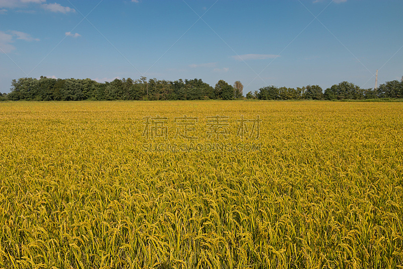 诺瓦拉,田地,栽培植物,稻,黄金,老玉米,自然,水平画幅,地形,无人