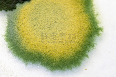真菌,藻类,大群动物,皮氏培养皿,个性,显微镜,水,生物科技,水平画幅,孢子