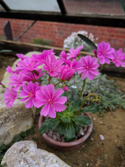 阿尔卑斯山,基底细胞,子叶,东方石景花园,常绿植物,垂直画幅,无人,英格兰,户外,白色
