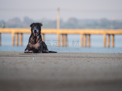 狗,黑色,街道,过时的,爪子,海产,动物身体部位,被抛弃的,哺乳纲