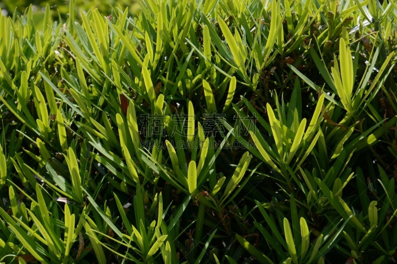 李子,叶子,树篱,紫杉,松木,罗汉松,水平画幅,无人,夏天,户外