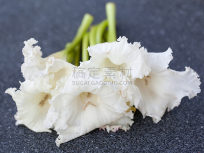 华盛顿特区,草药,花朵,脑下垂体腺,紫薇科树,夏至草,唇形科,自然,宁静,水平画幅