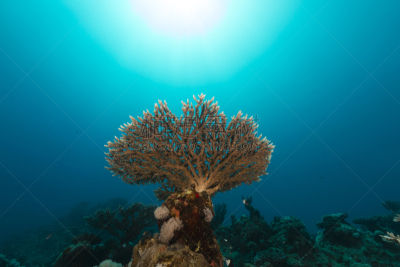 珊瑚,海洋生命,红海,手指珊瑚,在底端,在下面,水,水平画幅,无人,大西洋