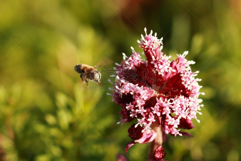 Eine Wildbiene im Anflug auf eine Blüte